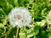 13th May 2023 - Another Dandelion 