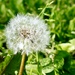Another Dandelion  by corinnec