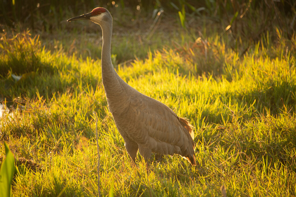 Sandhill crane by frodob