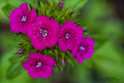 12th May 2023 - Dianthus
