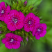 Dianthus by lstasel