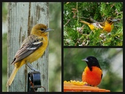 13th May 2023 - Oriole party