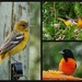 Oriole party by ljmanning