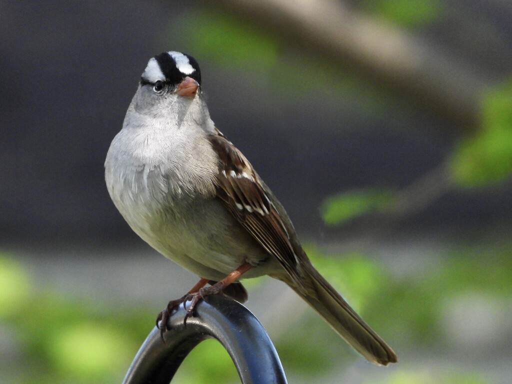 White-crowned sparrow2 by amyk