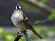 13th May 2023 - White-crowned sparrow2