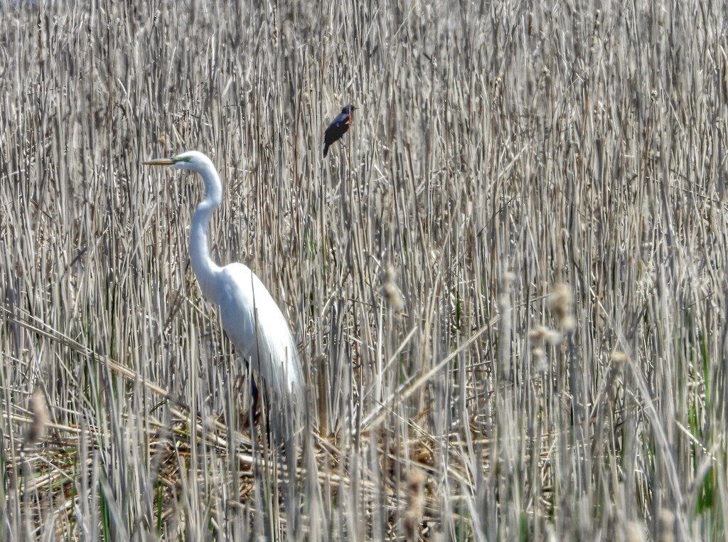 egret and friend by amyk
