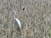 13th May 2023 - egret and friend