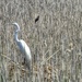 egret and friend