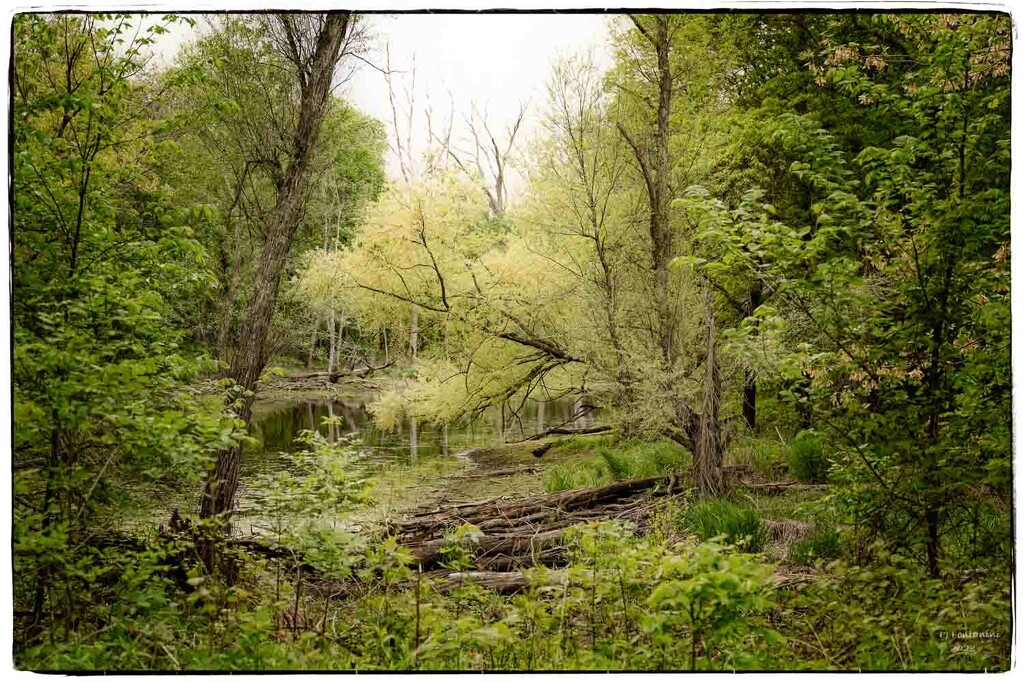 Spring Green by bluemoon