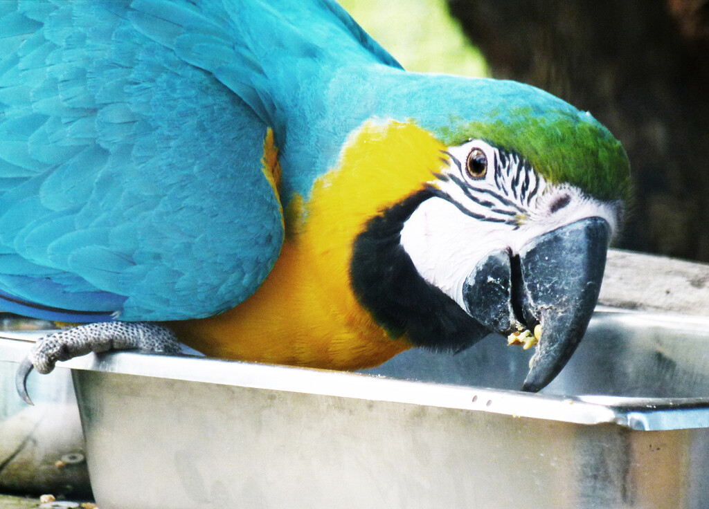 Blue and Yellow Macaw by onewing