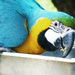 Blue and Yellow Macaw by onewing