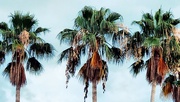 13th May 2023 - Florida Palms