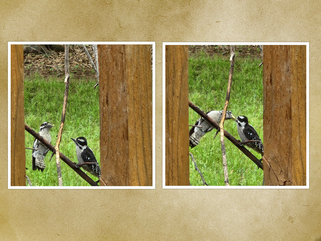 Downy Woodpecker couple by randystreat