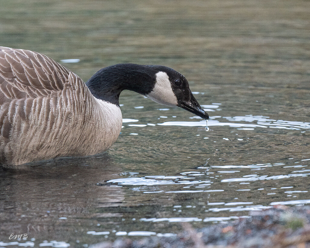 Canadian Goose with water drop by theredcamera