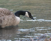 13th May 2023 - Canadian Goose with water drop