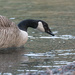 Canadian Goose with water drop by theredcamera