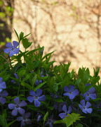 13th May 2023 - periwinkle