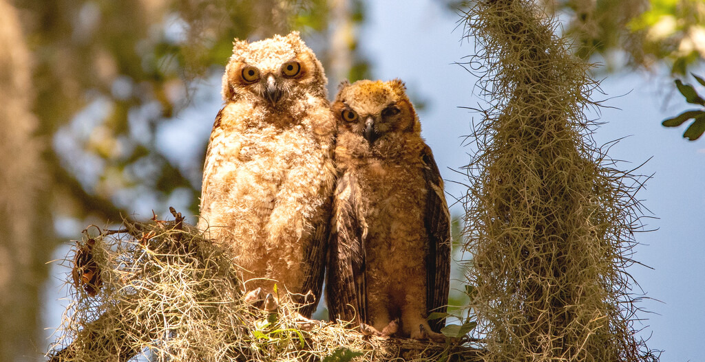 The Bably Great Horned Owls Together! by rickster549