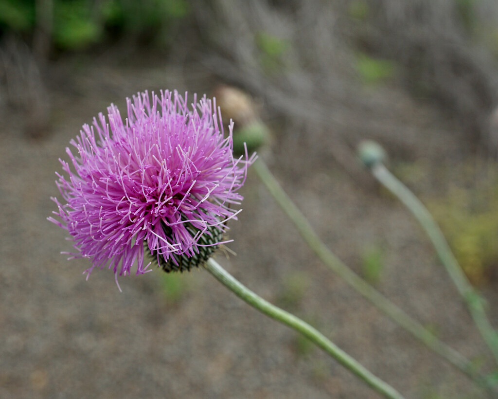 Texas thistle  by eudora