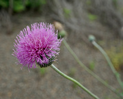 3rd May 2023 - Texas thistle 