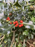 4th Jan 2023 - Holly berries...