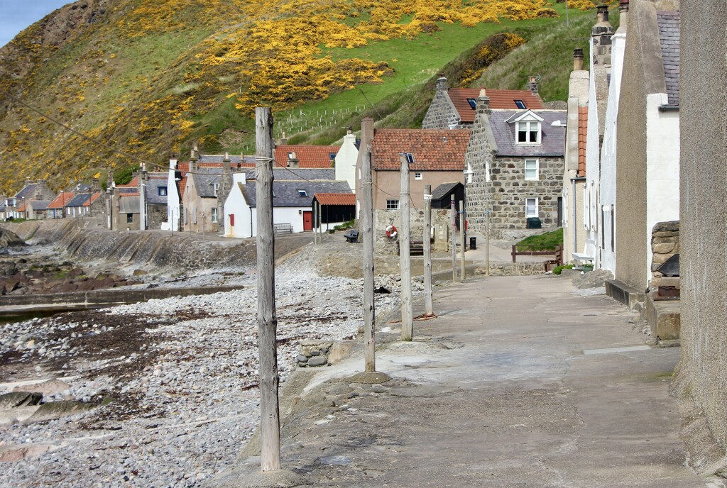 Crovie by jamibann