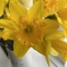 Daffodils.... by anne2013