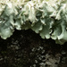 lichen and rocks by koalagardens