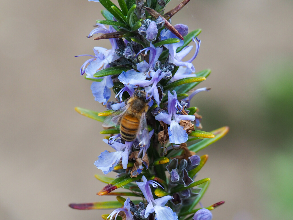 Bee on Rosemary Bush by alison365
