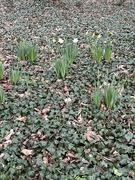 2nd Mar 2023 - Daffodils....
