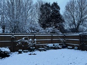 8th Mar 2023 - Snowy garden...