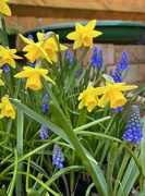 24th Mar 2023 - Yellow and Blue...
