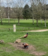 30th Mar 2023 - Pheasants on the golf course....