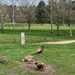 Pheasants on the golf course.... by anne2013