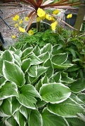 14th May 2023 - Hosta and the Welsh-Poppy 