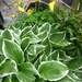 Hosta and the Welsh-Poppy  by beryl