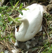 14th May 2023 - The cygnets are born.