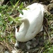 The cygnets are born. by grace55