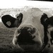 Crazy Eyed Cow