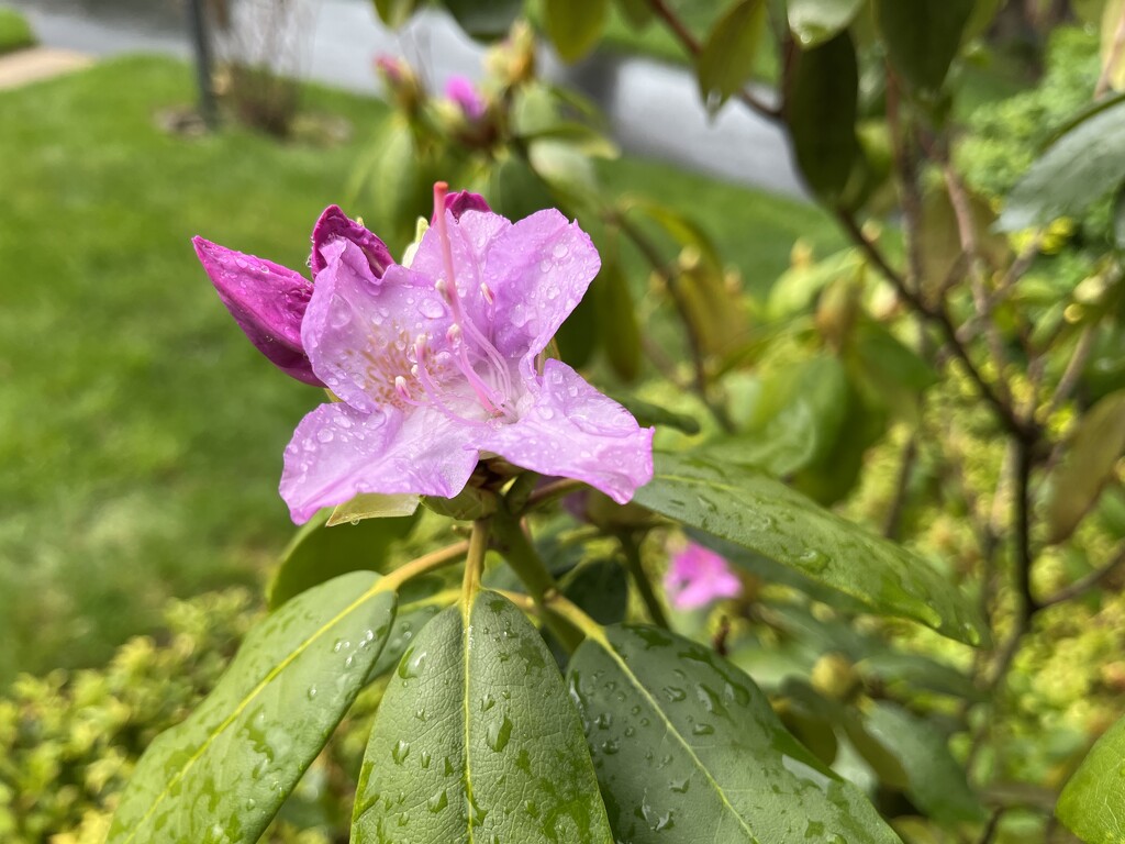 Rainy Rhododendron by pej76