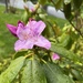 Rainy Rhododendron by pej76