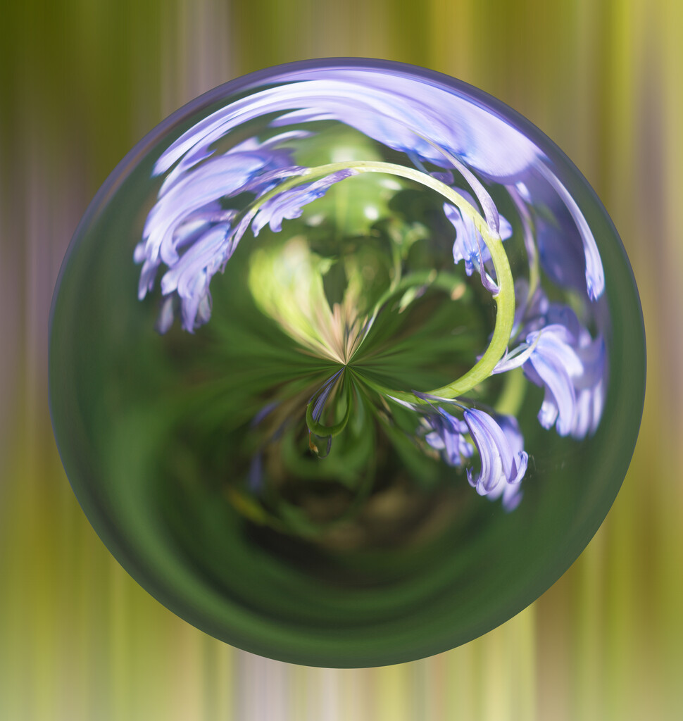 Bluebell Bauble by fbailey
