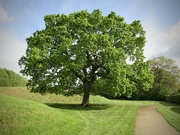 9th May 2023 - Oak Tree