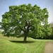 Oak Tree by philm666