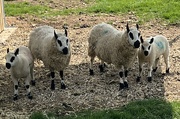 14th May 2023 - Rare breed sheep