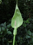 10th May 2023 - Cuckoo Pint or Jack-in-the-Pulpit (Arum maculatum)