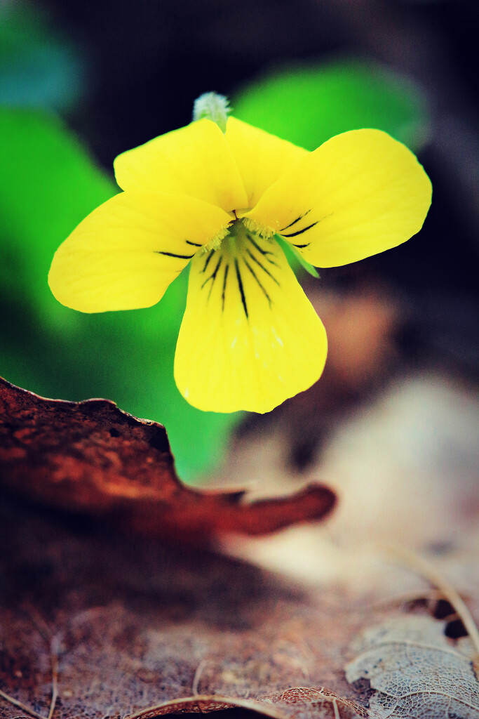 Simply a Yellow Violet by juliedduncan