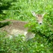 Fallow Deer by arkensiel