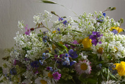13th May 2023 - wild flowers