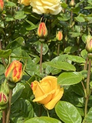14th May 2023 - Rose Buds